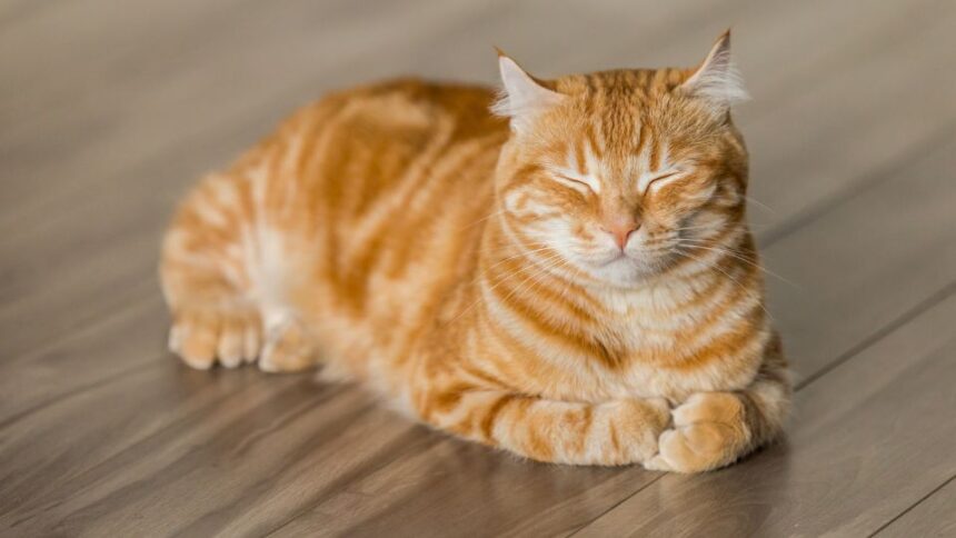 Egy pihenő narancssárga macska, aki nyugodtan fekszik a padlón.