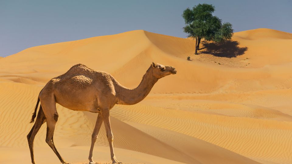 Teve ára (2025) — hol, és mennyibe kerül egy teve? Tudj meg mindent a tevékről: áraik, fő fajtáik, felhasználásuk és azokat a tényezőket, amelyek meghatározzák piaci értéküket 2025-ben!