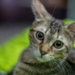 Egy aranyos, örökbefogadott macska, amely kíváncsian néz a kamerába.