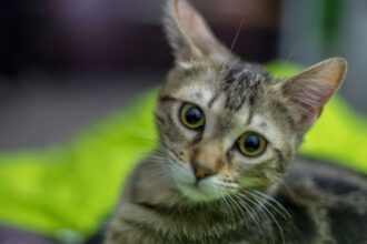 Egy aranyos, örökbefogadott macska, amely kíváncsian néz a kamerába.