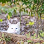 Egy fehér macska, különböző színű szemekkel, buja kertben bújik meg.