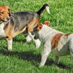 Két kutya játszik a zöld fűben, az egyik beagle, a másik terrier.