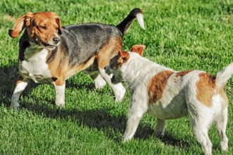 Két kutya játszik a zöld fűben, az egyik beagle, a másik terrier.