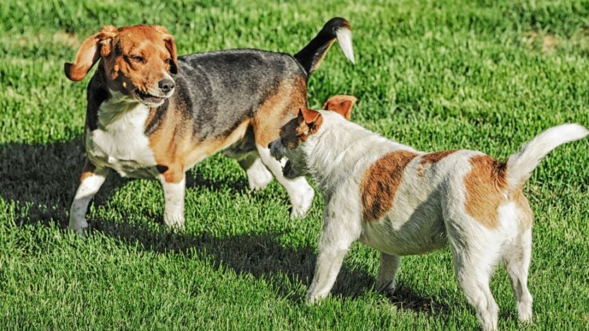 Két kutya játszik a zöld fűben, az egyik beagle, a másik terrier.