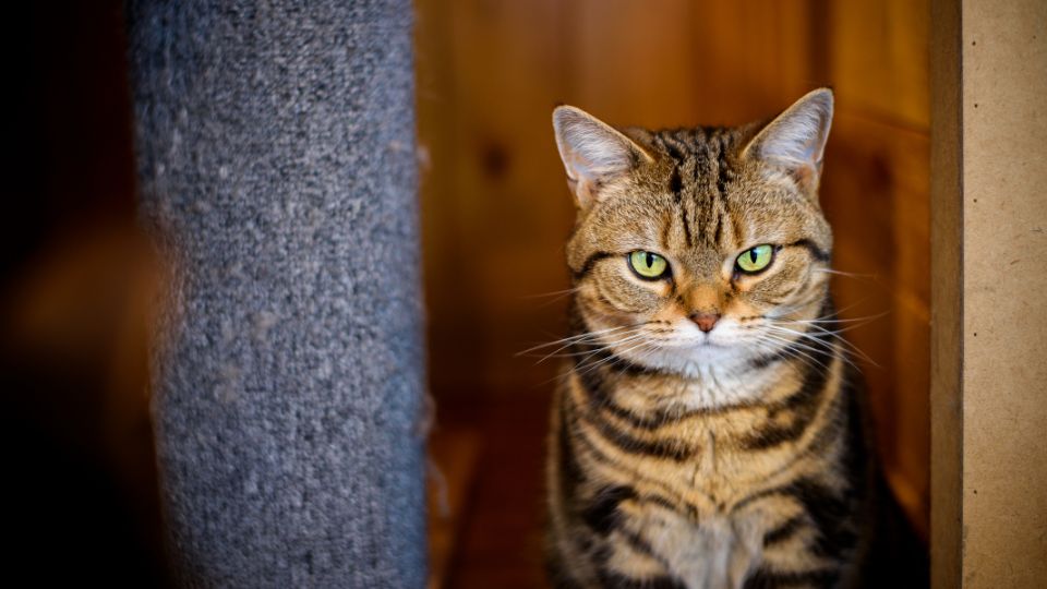 Trikolor macska, az egyedi és különleges színű társ Ismerd meg a háromszínű macskák, más néven calico cicák eredetét, genetikai különlegességeit és fajtáit ebben az átfogó útmutatóban!