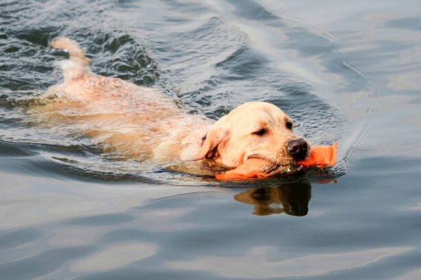Egy labrador kutya úszik a vízben, a szájában egy narancssárga apportírozó.