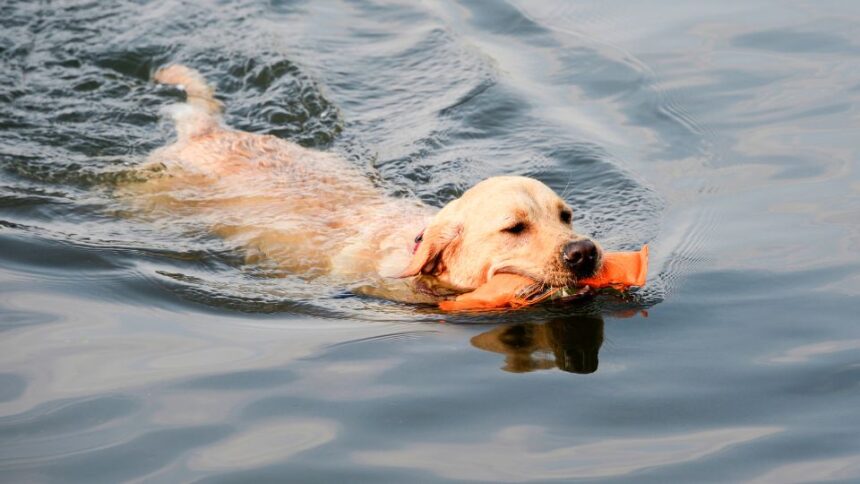 Egy labrador kutya úszik a vízben, a szájában egy narancssárga apportírozó.