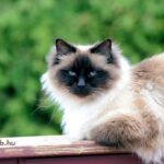 Egy Birman macska pihen a teraszon, gyönyörű szőrzetével és kék szemeivel.