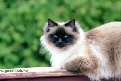 A Birman macska kecses megjelenése és barátságos természete miatt ideális választás családoknak. E fajtáról megtudhatja, hogy könnyen alkalmazkodik, ragaszkodó, és bundája minimális ápolást igényel, így kezdő gazdiknak is ajánlott.