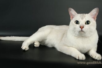 Egy Burmilla macska fekszik a fekete háttér előtt, figyelmes tekintettel.
