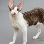 Cornish rex macska áll egy szürke háttér előtt, kíváncsi tekintettel.