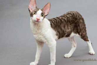 Cornish rex macska áll egy szürke háttér előtt, kíváncsi tekintettel.