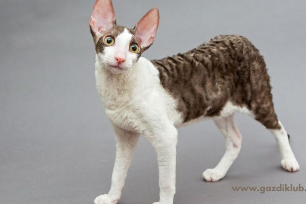 A Cornish rex macska különleges göndör bundájával és játékos természetével hamar belopja magát gazdája szívébe. Ideális választás családoknak és lakásban tartóknak egyaránt, hiszen szeretetteljes, intelligens társ lehet mindennapjainkban.