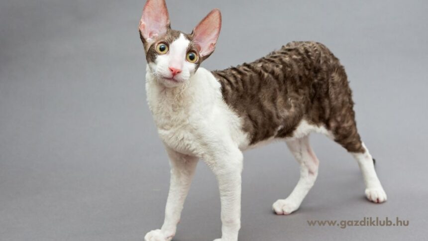 A Cornish rex macska különleges göndör bundájával és játékos természetével hamar belopja magát gazdája szívébe. Ideális választás családoknak és lakásban tartóknak egyaránt, hiszen szeretetteljes, intelligens társ lehet mindennapjainkban.