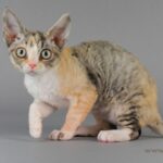 Egy Devon rex macska, világos színű bundával, kíváncsian néz a kamerába.