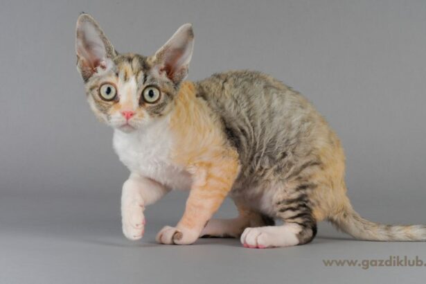 A Devon rex macska játékos, kíváncsi és rendkívül ragaszkodó társ, aki szívesen részt vesz a család mindennapjaiban. Puha, göndör bundája és egyedi megjelenése miatt különleges választás lehet otthonunkba.