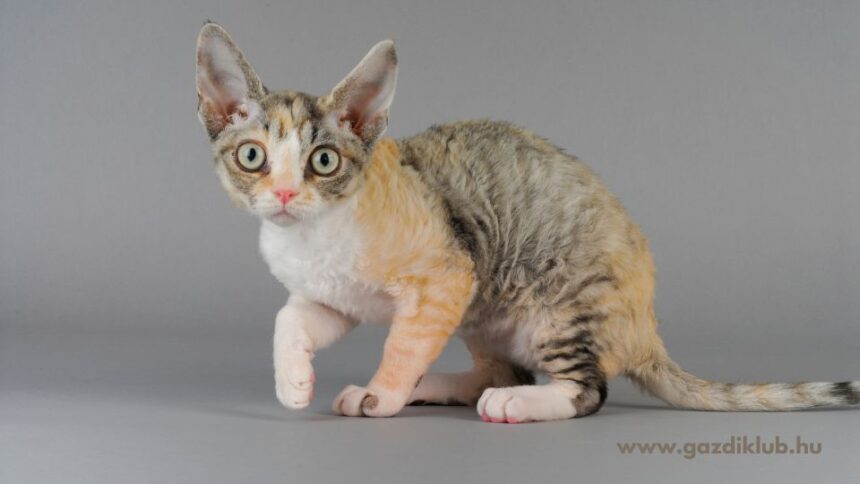 A Devon rex macska játékos, kíváncsi és rendkívül ragaszkodó társ, aki szívesen részt vesz a család mindennapjaiban. Puha, göndör bundája és egyedi megjelenése miatt különleges választás lehet otthonunkba.