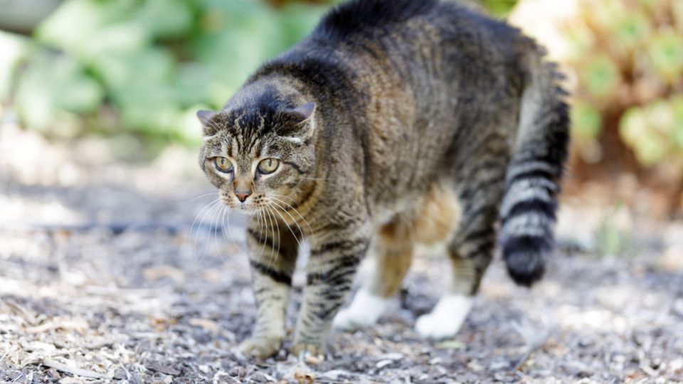 Trikolor macska, az egyedi és különleges színű társ Ismerd meg a háromszínű macskák, más néven calico cicák eredetét, genetikai különlegességeit és fajtáit ebben az átfogó útmutatóban!