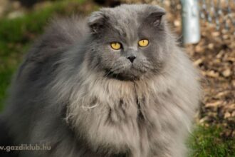 A Highland Fold macska különleges megjelenésével és barátságos természetével hamar belopja magát a gazdik szívébe. Ismerje meg, mire kell figyelni tartásánál, és mi teszi ezt a fajtát ideális választássá a családok számára!