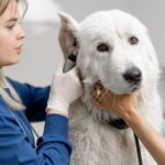 Egy kutya fülápolása egy állatorvosi rendelőben, ahol egy női szakember gondoskodik a kutyáról.