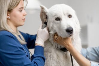 Egy kutya fülápolása egy állatorvosi rendelőben, ahol egy női szakember gondoskodik a kutyáról.