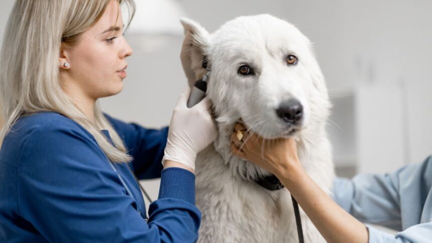 Egy kutya fülápolása egy állatorvosi rendelőben, ahol egy női szakember gondoskodik a kutyáról.