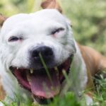 Egy boldog kutya fekszik a zöld fűben, széles mosollyal az arcán.