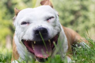 Egy boldog kutya fekszik a zöld fűben, széles mosollyal az arcán.