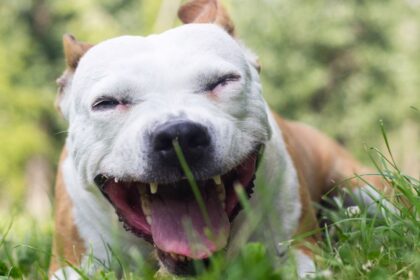 Egy boldog kutya fekszik a zöld fűben, széles mosollyal az arcán.