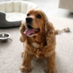 Egy boldog kutya ül a szőnyegen, mellette etetőtálak és egy fekhely.