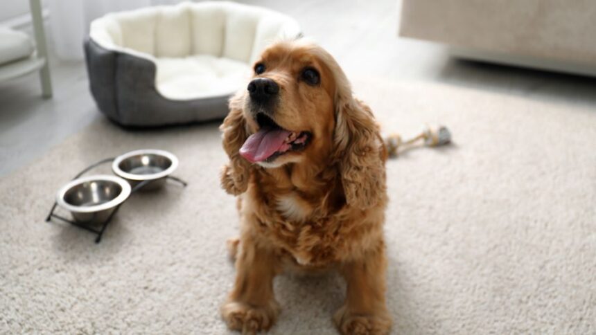 Egy boldog kutya ül a szőnyegen, mellette etetőtálak és egy fekhely.