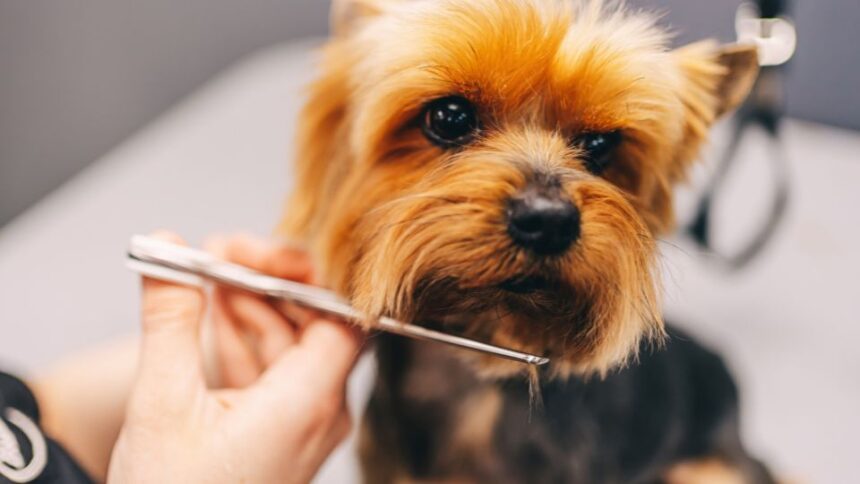 Egy kutya szőrzetápolás közben, a gazdi éppen nyírja a szőrét.