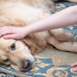 Beteg golden retriever kutya pihen a szőnyegen, gazdája simogatja.