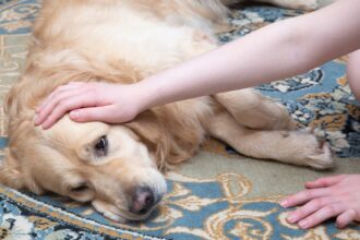 Beteg golden retriever kutya pihen a szőnyegen, gazdája simogatja.