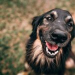 Egy boldog kutya, aki mosolyog a kamerába, zöld fű háttérrel.