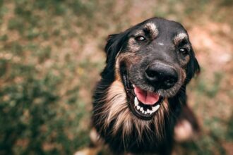 A boldog és kiegyensúlyozott kutya titka az odafigyelésben és a szeretetben rejlik. Tudtad, hogy a rendszeres közös játék, a dicséret és a biztonságos környezet csodákat tesznek kedvenced lelkével? Fedezd fel, hogyan teheted még boldogabbá négylábú barátodat!