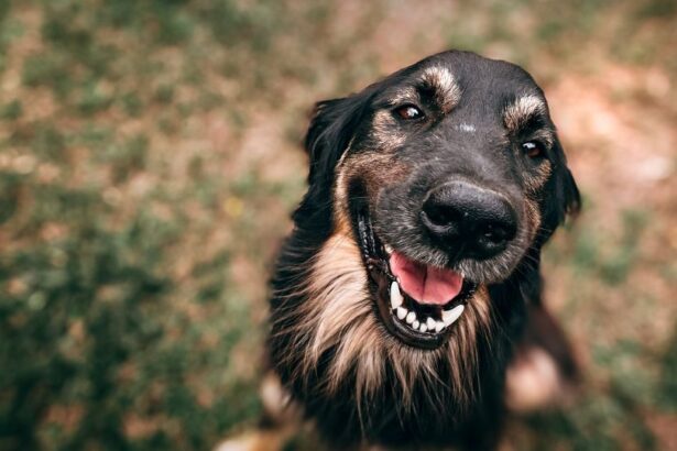 A boldog és kiegyensúlyozott kutya titka az odafigyelésben és a szeretetben rejlik. Tudtad, hogy a rendszeres közös játék, a dicséret és a biztonságos környezet csodákat tesznek kedvenced lelkével? Fedezd fel, hogyan teheted még boldogabbá négylábú barátodat!