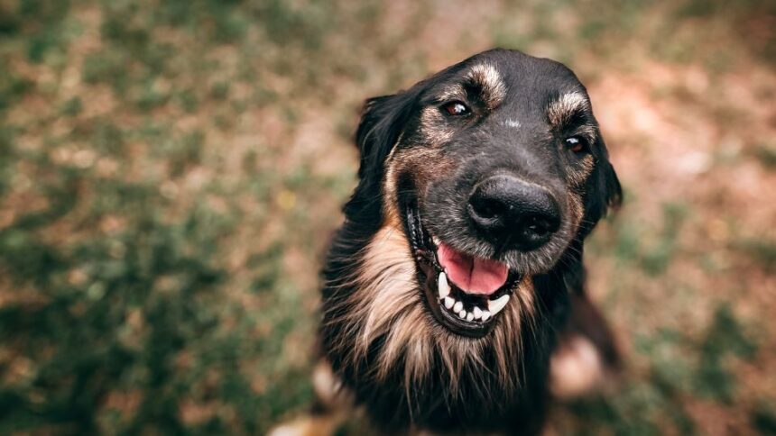 A boldog és kiegyensúlyozott kutya titka az odafigyelésben és a szeretetben rejlik. Tudtad, hogy a rendszeres közös játék, a dicséret és a biztonságos környezet csodákat tesznek kedvenced lelkével? Fedezd fel, hogyan teheted még boldogabbá négylábú barátodat!