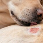 Egy kutya, amely a bőrén lévő sebet nyalogatja, látható közelről.