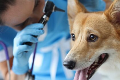 Egy kutya állatorvosi vizsgálaton, az állatorvos figyelmesen nézi a fülét.