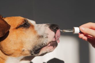Sok gazdi elgondolkodik azon, vajon szüksége van-e kutyájának étrend-kiegészítőkre. Nem mindegy azonban, mikor és mit adunk kedvencünknek! Az alap: mindig az állatorvossal egyeztess, és figyeld a kutyusod egyedi igényeit – az egészség a legfontosabb.
