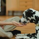 Egy kutya finomságot kap egy gazdától, a kutya figyelmesen néz.