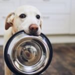Egy kutya, aki tálat tart a szájában, várakozva néz.