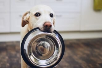 Egy kutya, aki tálat tart a szájában, várakozva néz.