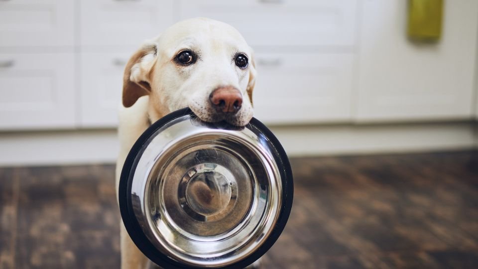 Egy kutya, aki tálat tart a szájában, várakozva néz.