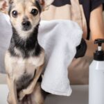 Egy kis kutya, aki kozmetikázás előtt áll, törölközővel a hátán.