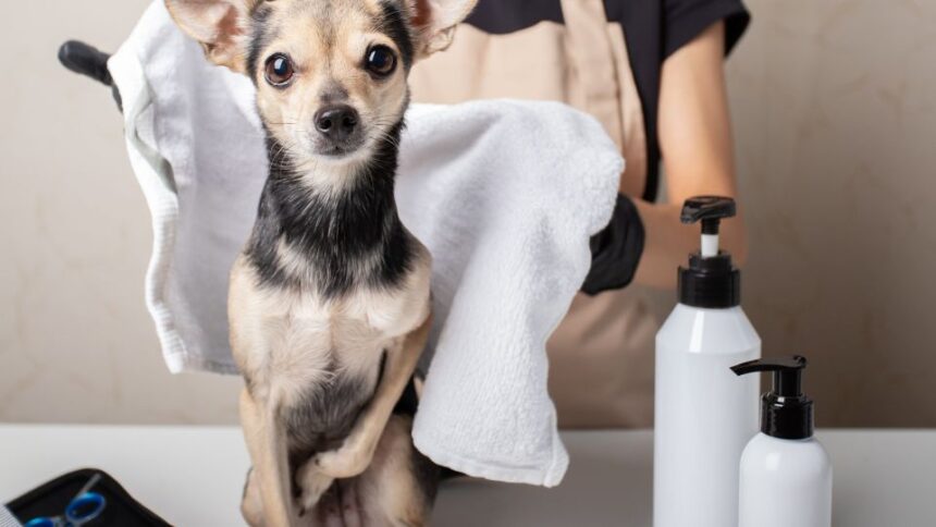 Egy kis kutya, aki kozmetikázás előtt áll, törölközővel a hátán.
