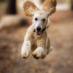 Egy boldog kutya ugrik a levelek között, vidám mozgásban.