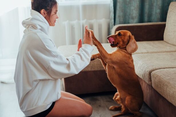 A kutyatartás nem csupán örömforrás, hanem egészségünk megőrzésében is segít. Egy hűséges négylábú barát társasága enyhítheti a stresszt, javíthatja hangulatunkat, sőt, mozgásra is ösztönöz, így életünket boldogabbá és teljesebbé teheti.