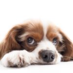 Egy kutya fekszik, szomorú tekintettel néz a kamerába, a feje a mancsain pihen.